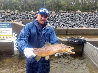 IFS staff member, Paul Middleton, and a brown trout making its way up the River Derwent on its annual spawning migration