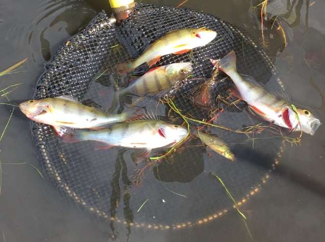 mall redfin perch and tench captured during the River Clyde carp survey 2019