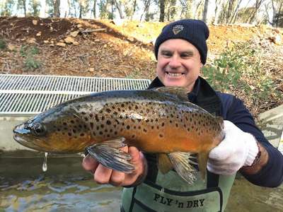 Hatchery and Stocking Manager Brett Mawbey with another quality brown trout at Arthurs Lake