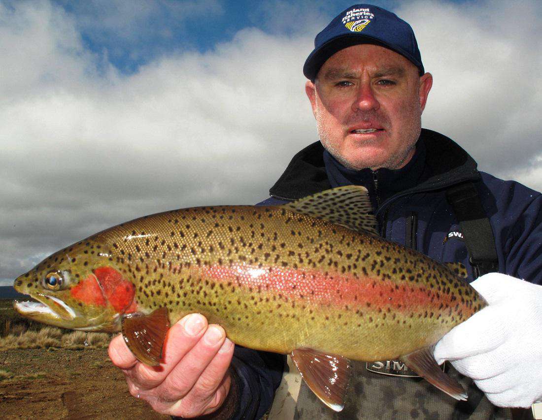 rainbow-trout-spawning-run-promises-great-rewards