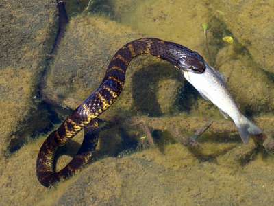 The winning entry of the 2018 Tasmanian Trout Fishing Photo Competition -  a rare action shot of a tiger snake eating a small brown trout in the Western Lakes, taken by Bruce Deagle.