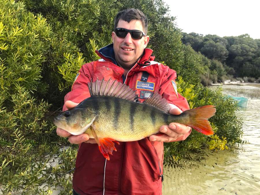 Please look out for redfin perch in the Huon Valley!