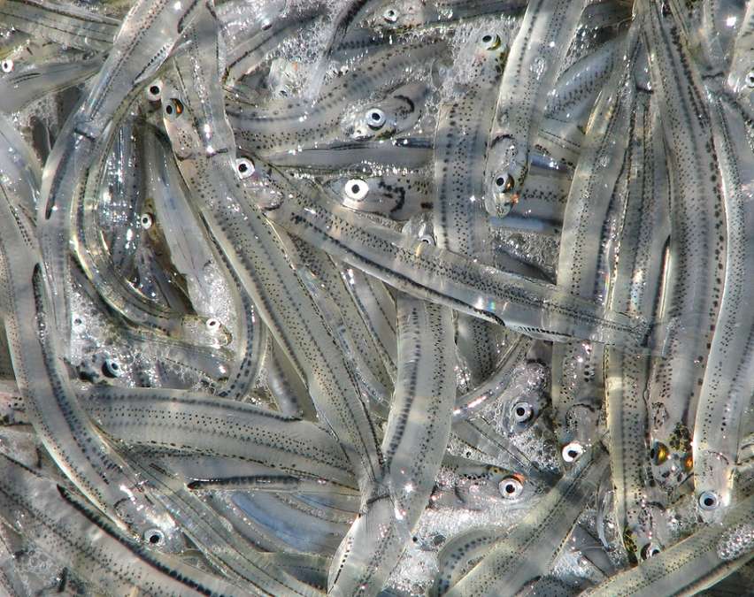 whitebait