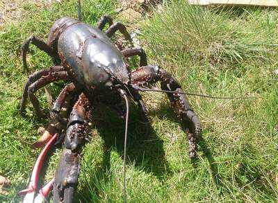 Photo of Giant freshwater crayfish on lawn