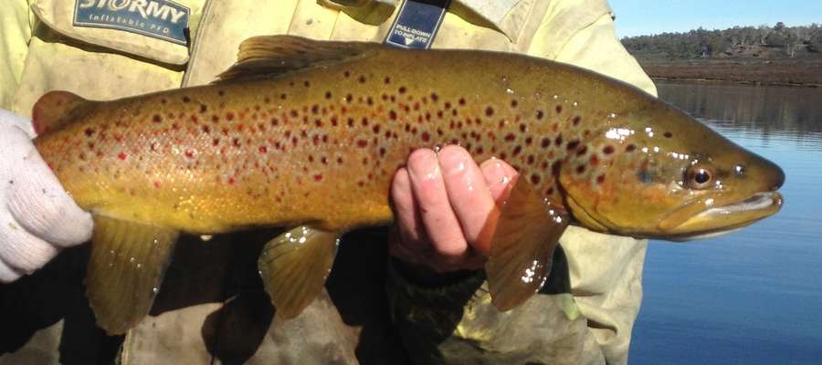 A brown trout collected during the 2018 fisher performance assessment of Little Pine Lagoon