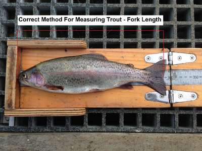 This image shows the correct way to measure a brown trout. A straight line from the tip of the snout to the end of the centre of the rail fin