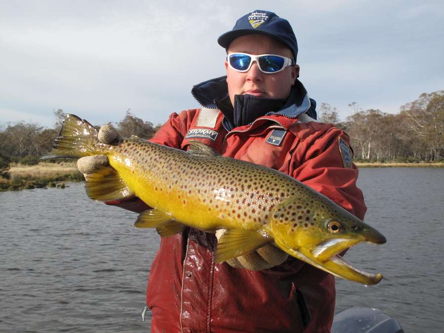 IFS Staff member, Storm Eastley with a large yet average size Penstock Lagoon brown trout from the  2018 Fishery Performance Assessment.