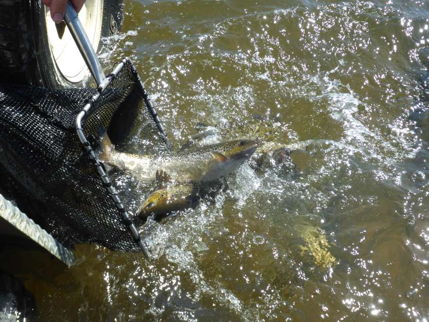 Atlantic salmon stocked into Wayatinah Lagoon