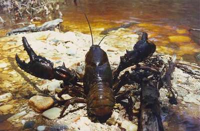 Prosecution of lobster poachers