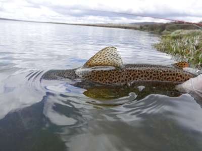 A wild brown trout being released in the western lakes of Tasmania