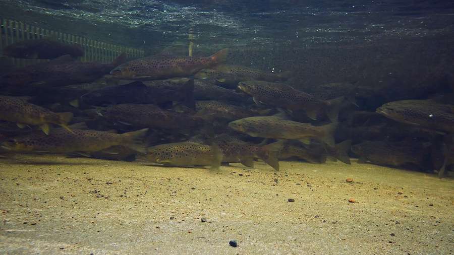 Lake King William Wild Trout Brown Trout Relocation Program