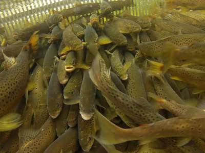 Brown trout captured in a migratory fish trap